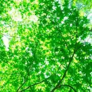 sunの画像
