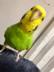 ぞなもすの画像