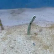 小林アンドレアの画像