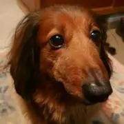 なおじぃの画像