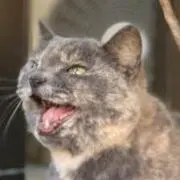 ノアの画像