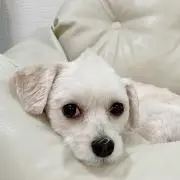 latteeeの画像