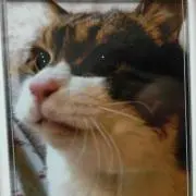 ちびねこ