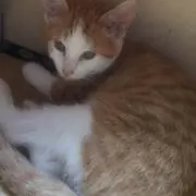 アリーの画像