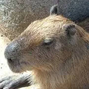 あけみちゃんの画像