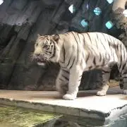 コーギーの画像