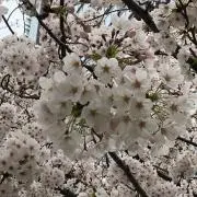 さとの画像