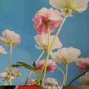 サナーの画像