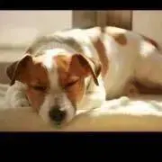 tomo