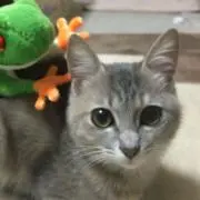 おそれいりまめの画像