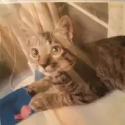 ラッキー