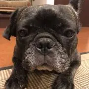 クーもも