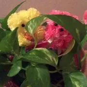 桜☆桜