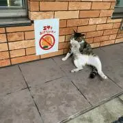 A子の画像