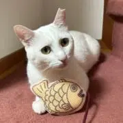 ルルちゃんの画像
