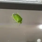 こげちゃの画像