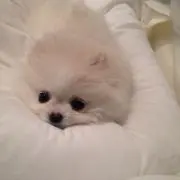 kiki.の画像