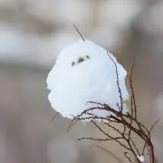 あかねるるの画像