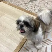 しずえの画像