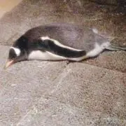 ペンペン