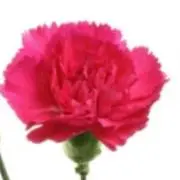 みーちの画像