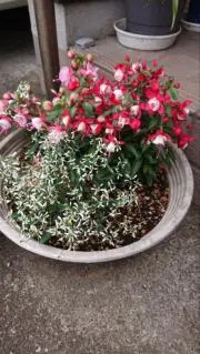 jun2418の画像