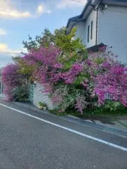 ハリクヤマク