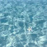 ゆの画像
