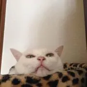 消臭力