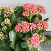 ミロリ【セット割OK】の画像