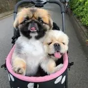 ほんちゃんの画像
