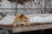 和食好きの画像