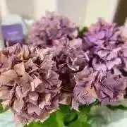 petitの画像