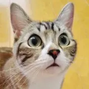 リッチな ♪ ミャーもふ ♪の画像