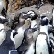しるしる