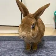 桜うさぎの画像