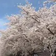 HDTsの画像
