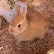 スヌーピーの画像