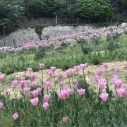 to.の画像