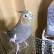 ご購入前コメント下さい。の画像