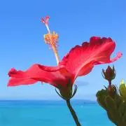 ナルナル