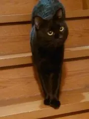 てんてんママの画像