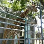 はるママ