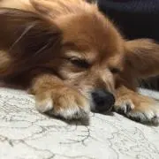 いのの画像