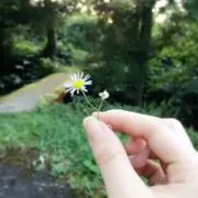 ぴーちゃんの画像