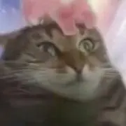 全てを知ってしまった猫