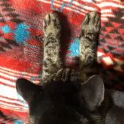 わか丸