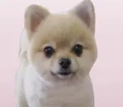 dankeciaoの画像