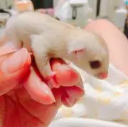 マユリーヌ