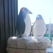 りりの画像
